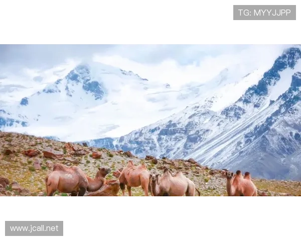 拉诺基亚称巴斯托尼争利属正常